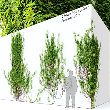 Elegant Vine Plant - 3m Height 3D model image 1 