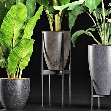 Exquisite Alocasia Collection: 210 Plants 3D model image 1 