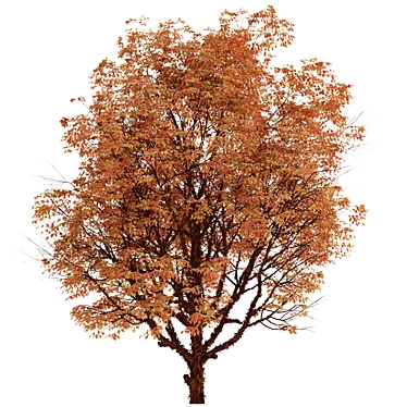 Cinnamon Bark Acer Griseum Trees (Set of 2) 3D model image 1 