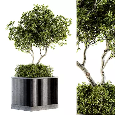 Nature's Oasis: Outdoor Tree Set 3D model image 1 