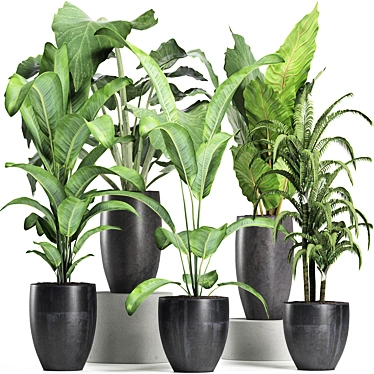 Tropical Plant Trio: Banana, Palm, Alocasia 3D model image 1 