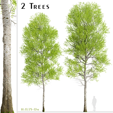 European Aspen Tree Set - Quaking Aspen, Populus Tremula 3D model image 1 