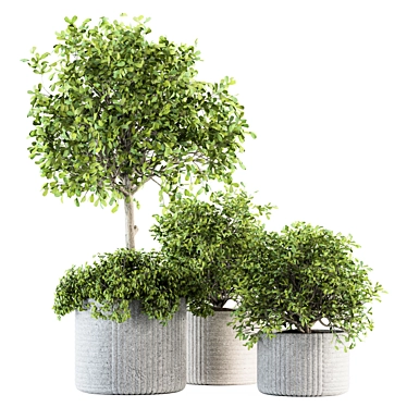 189 Indoor Plant Set: Tree in Pot 3D model image 1 