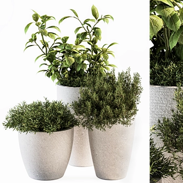 Green Oasis Plant Set 3D model image 1 