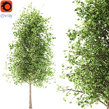 Quaking Aspen: Majestic 14M Height 3D model image 1 