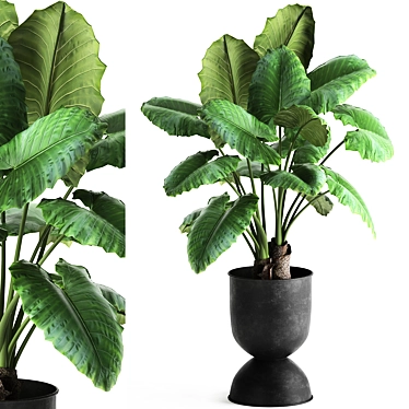 Tropical Collection: Exotic Alocasia Plants 3D model image 1 