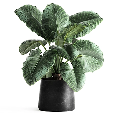 Exotic Plant Collection: Alocasia Macrorrhiza in Reclaimed Iron Coppa Pot 3D model image 1 