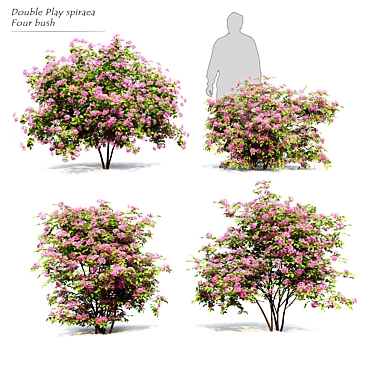 Double Play Spiraea: Vray Material, 4 Models 3D model image 1 