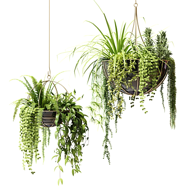 Ampelous Plants in Hanging Pots Set 3D model image 1 