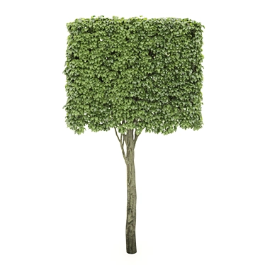 Rectangular Shaped Tree: Unique & Natural 3D model image 1 