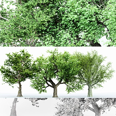  3 Distinctive Tree Models - American Beech, Sycamore, and Amur Cork 3D model image 1 