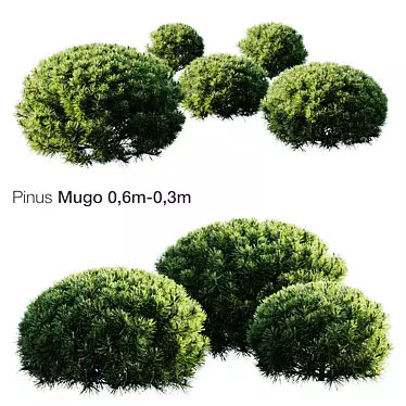 Majestic Mountain Pine Mugo 3D model image 1 