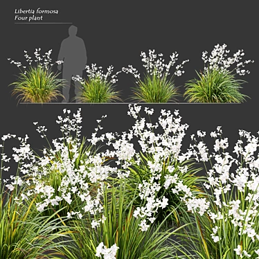 Graceful Libertia Formosa: Versatile 3D Floral Set 3D model image 1 