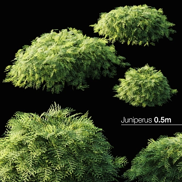 Elegant Juniper Tree Decoration 3D model image 1 