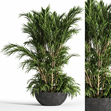 Tropical Palm Indoor Plant Set 3D model image 1 