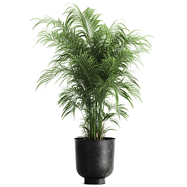 Tropical Plant Collection: Exotic & Decorative in Black Pots 3D model image 1 
