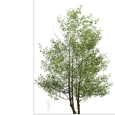 Versatile Black Alder Trees: 2-Pack 3D model image 1 