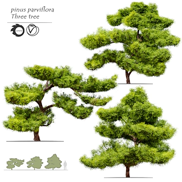 Exquisite Pinus Parviflora Bonsai 3D model image 1 