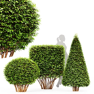 Dwarf Yaupon Holly: Spherical & Cone for Stunning Box Hedges 3D model image 1 