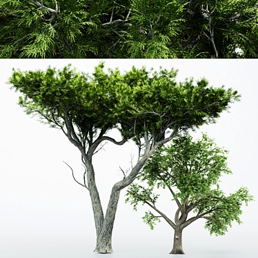 Dual Broadleaf Trees: 7m & 10m 3D model image 1 