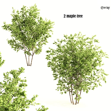 Twin Maple Trees: Green & Majestic 3D model image 1 