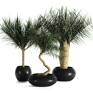 Tropical Palm Trio: Exquisite Indoor Plants 3D model image 1 