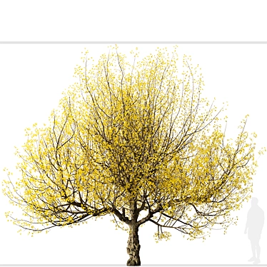 Pair of Cornus mas Trees 3D model image 1 