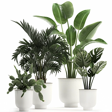 Tropical Plant Collection in White Pots 3D model image 1 