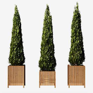 Elegant Cypress Tree 2015: 245cm x 62cm x 265cm 3D model image 1 