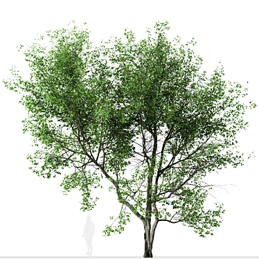 Versatile American Beech Trees: 2 Beautiful Fagus Grandifolia 3D model image 1 