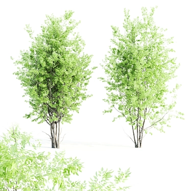 Beautiful Amelanchier Tree Duo 3D model image 1 