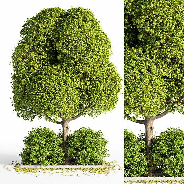 Outdoor Oasis Tree: Natural Beauty for Your Space 3D model image 1 