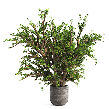 Tall Jade Plant: Lush and Lifelike 3D model image 1 