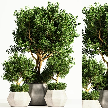 Indoor Potted Tree 3D model image 1 