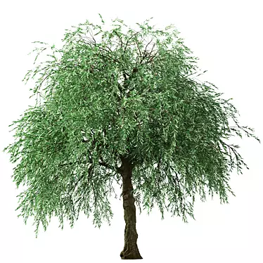 Weeping Silver Leaved Pear (2 Trees) 3D model image 1 