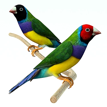  Vibrant Gouldian Finches 3D model image 1 