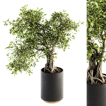 207 Indoor Big Bonsai Plant in Pot 3D model image 1 