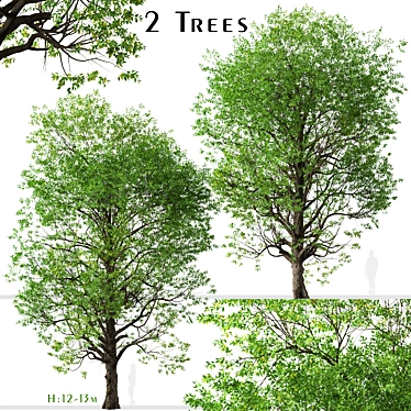 Graceful Japanese Zelkova Set (2 Trees) 3D model image 1 