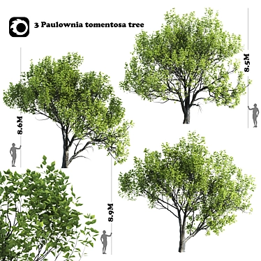 3 Paulownia Tomentosa Trees 3D model image 1 