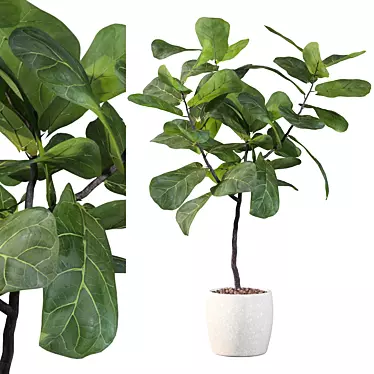 Ficus Lyrata Terrazio Pot 3D model image 1 