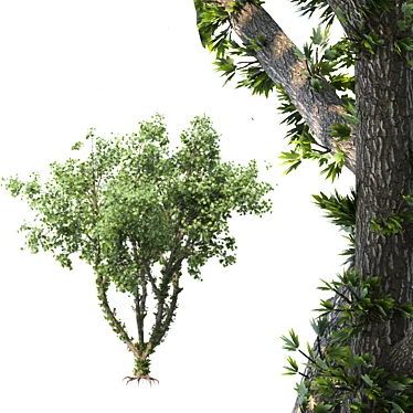 Speed Tree Model for Stunning Corona Renders 3D model image 1 