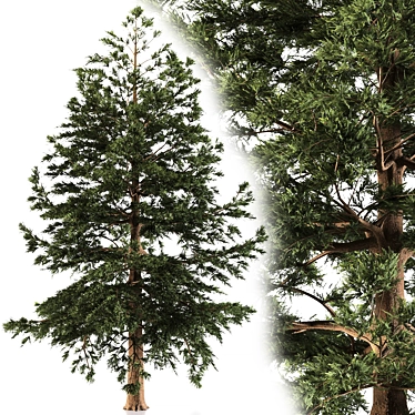 Japanese Larch: Majestic Mountain Tree 3D model image 1 