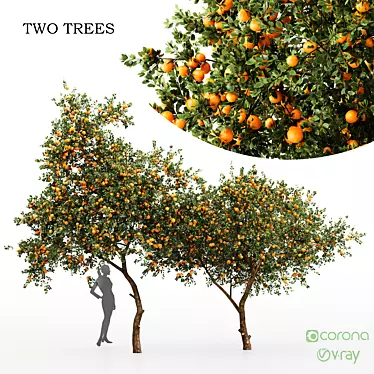 Citrus Orange Fruit Tree - 2 Trees 3D model image 1 