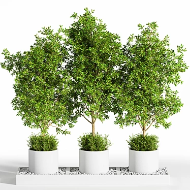 Outdoor Tree Plants 11 3D model image 1 