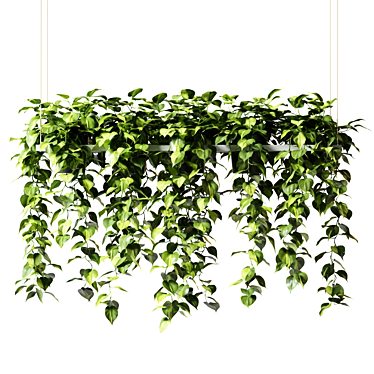 Epipremium Hanging Plants in Rectangular Planter 3D model image 1 