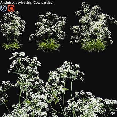 Wildflower 3D Model Set 3D model image 1 