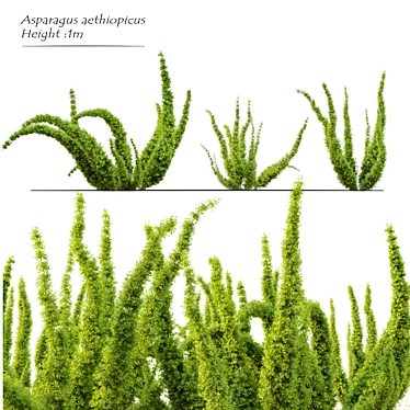 Elegant Foxtail Fern: Vibrant 3-Plant Set 3D model image 1 