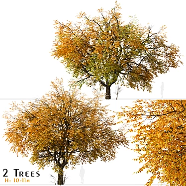 Hangzhou Elm Tree Set (2 Trees) 3D model image 1 