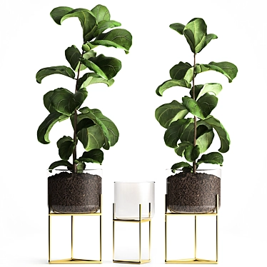 Tropical Plant Collection: Exotic Ficus Lyrata in Stylish Zara Home Pot 3D model image 1 