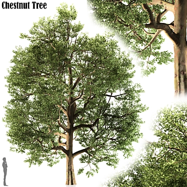 Temperate Chestnut Tree 3D model image 1 